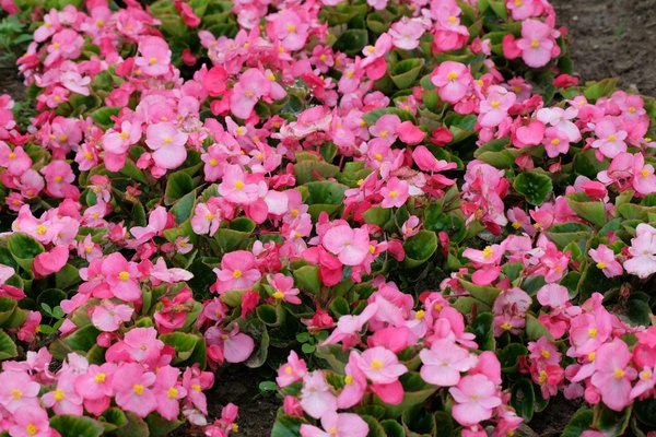 Comment sélectionner la brouette idéale pour chaque activité de jardinage : Guide complet